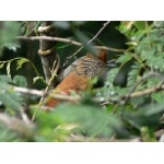 Female Barred Antshrike. Photo by Rick Taylor. Copyright Borderland Tours. All rights reserved.