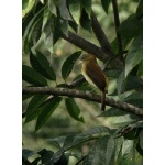 Bright-rumped Attila. Photo by Rick Taylor. Copyright Borderland Tours. All rights reserved.