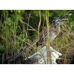 Lesser Roadrunner. Photo by Rick Taylor. Copyright Borderland Tours. All rights reserved.