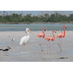 American Flamingos. Photo by Rick Taylor. Copyright Borderland Tours. All rights reserved.