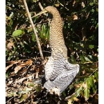 Bare-throated Tiger-Heron. Copyright Borderland Tours. All rights reserved.