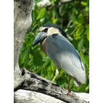 Boat-billed Heron. Photo by Rick Taylor. Copyright Borderland Tours. All rights reserved.