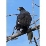 Common Black-Hawk. Photo by Rick Taylor. Copyright Borderland Tours. All rights reserved.