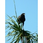 Great Black-Hawk. Photo by Rick Taylor. Copyright Borderland Tours. All rights reserved.