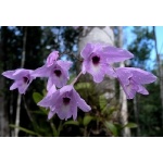 Orchids at Calakmul. Photo by Rick Taylor. Copyright Borderland Tours. All rights reserved.