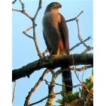 Bicolored Hawk. Photo by Rick Taylor. Copyright Borderland Tours. All rights reserved. 