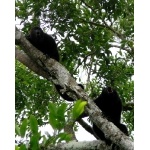 Howlers howling in the ruins at Calakmul. Photo by Rick Taylor. Copyright Borderland Tours. All rights reserved.