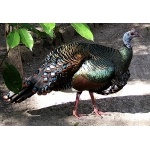 Ocellated Turkey. Photo by Rick Taylor. Copyright Borderland Tours. All rights reserved.  