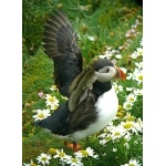 Atlantic Puffin. Photo by Rick Taylor. Copyright Borderland Tours. All rights reserved.