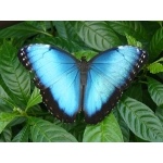 Blue Morpho. Photo by James Adams, copyright The Lodge at Pico Bonito. All rights reserved.