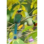 Blue-crowned Motmot. Photo by James Adams, copyright The Lodge at Pico Bonito. All rights reserved.