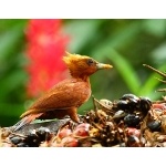 Chestnut Colored Woodpecker. Photo by James Adams, copyright The Lodge at Pico Bonito. All rights reserved.