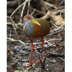 Gray-necked Wood Rail. Photo by James Adams, copyright The Lodge at Pico Bonito. All rights reserved.