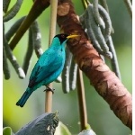 Green Honeycreeper. Photo by James Adams, copyright The Lodge at Pico Bonito. All rights reserved.