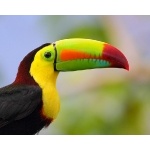 Keel-billed Toucan portrait. Photo by James Adams, copyright The Lodge at Pico Bonito. All rights reserved.
