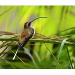 Long-billed Hermit. Photo by James Adams, copyright The Lodge at Pico Bonito. All rights reserved.