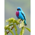 Lovely Cotinga. Photo by James Adams, copyright The Lodge at Pico Bonito. All rights reserved.
