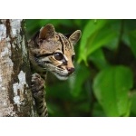 Margay. Photo by James Adams, copyright The Lodge at Pico Bonito. All rights reserved.