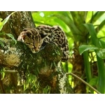 Margay sleeping. Photo by James Adams, copyright The Lodge at Pico Bonito. All rights reserved.