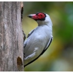 Masked Tityra. Photo by James Adams, copyright The Lodge at Pico Bonito. All rights reserved.