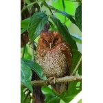 Mid-American Screech-Owl. Photo by James Adams, copyright The Lodge at Pico Bonito. All rights reserved.