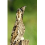 Northern Potoo with egg. Photo by James Adams, copyright The Lodge at Pico Bonito. All rights reserved.