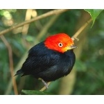 Red-capped Manakin. Photo by James Adams, copyright The Lodge at Pico Bonito. All rights reserved.