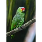 Red-lored Parrot. Photo by James Adams, copyright The Lodge at Pico Bonito. All rights reserved.