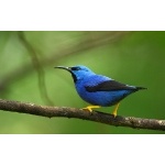 Shining Honeycreeper. Photo by James Adams, copyright The Lodge at Pico Bonito. All rights reserved.