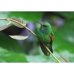Stripe-tailed Hummingbird. Photo by James Adams, copyright The Lodge at Pico Bonito. All rights reserved.