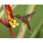 Stripe-throated Hermit. Photo by James Adams, copyright The Lodge at Pico Bonito. All rights reserved.