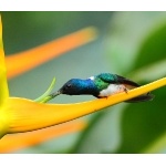 White-necked Jacobin. Photo by James Adams, copyright The Lodge at Pico Bonito. All rights reserved.