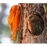 Ferruginous Pygmy-Owl. Photo by James Adams, copyright The Lodge at Pico Bonito. All rights reserved.