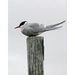 Arctic Tern. Photo by Rick Taylor. Copyright Borderland Tours. All rights reserved.