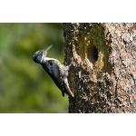 Black-backed Woodpecker. Photo by David Kutilek. All rights reserved.