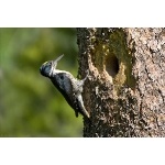 Black-backed Woodpecker. Photo by David Kutilek. All rights reserved.