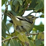 Blackburnian Warbler (female). Photo by Rick Taylor. Copyright Borderland Tours. All rights reserved.