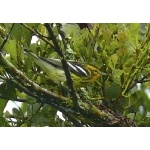 Blackburnian Warbler (male). Photo by Rick Taylor. Copyright Borderland Tours. All rights reserved.