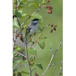 Blackpoll Warbler. Photo by Rick Taylor. Copyright Borderland Tours. All rights reserved.