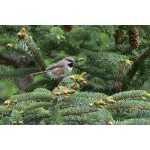 Boreal Chickadee. Photo by Rick Taylor. Copyright Borderland Tours. All rights reserved.