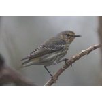 Cape May Warbler (juvenile). Photo by Jean Halford. All rights reserved.