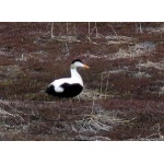 Common Eider. Photo by Rick Taylor. Copyright Borderland Tours. All rights reserved.