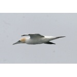 Northern Gannet. Photo by Rick Taylor. Copyright Borderland Tours. All rights reserved.