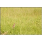 Saltmarsh Sparrow. Photo by David Kutilek. All rights reserved.