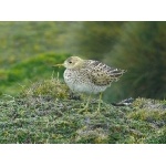 Upland Sandpiper. Photo by Rick Taylor. Copyright Borderland Tours. All rights reserved.