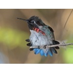 Bumblebee Hummingbird. Photo by C. Allan Morgan. All rights reserved.