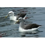 White-capped and Salvin's Albatrosses. Photo by Rick Taylor. Copyright Borderland Tours. All rights reserved.