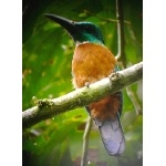 Great Jacamar. Photo by Rick Taylor. Copyright Borderland Tours. All rights reserved.