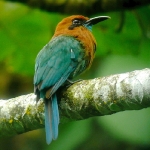 Broad-billed Motmot. Photo by Rick Taylor. Copyright Borderland Tours. All rights reserved.
