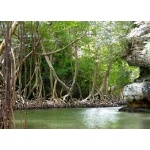 Pictograph Cove, Los Haitises NP. Photo by Rick Taylor. Copyright Borderland Tours. All rights reserved.